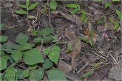 Pseudarthria viscida